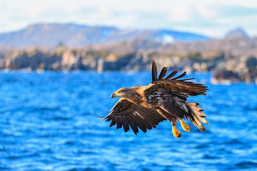 Zeearend op jacht naar vis