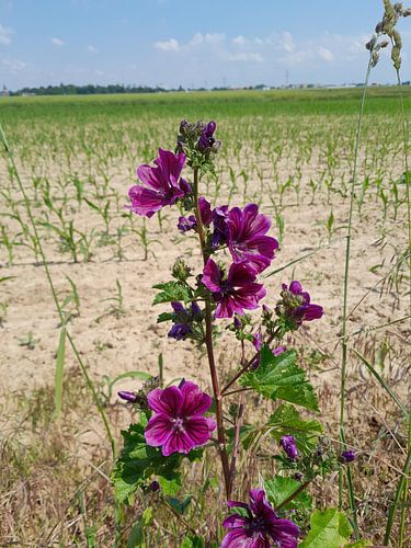 Fleur dans le champ