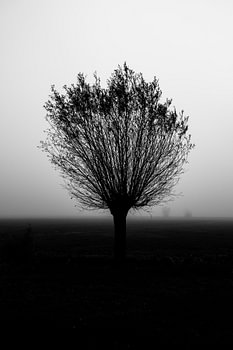 Een knotwilg in de mist