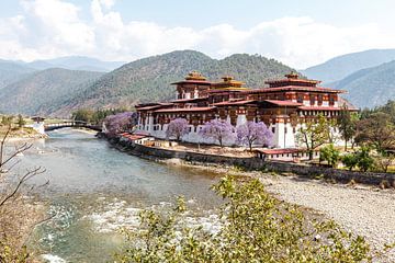 View of Punakha Dzong Monastery with the Mo Chhu River and mountain scenery, Bhutan, Asia by WorldWidePhotoWeb