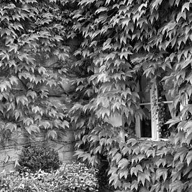 Lots of leaves and a tiny little window. by JRobert Photography