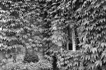 Viele Blätter und ein winzig kleines Fenster.