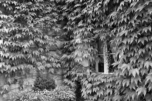 Lots of leaves and a tiny little window.