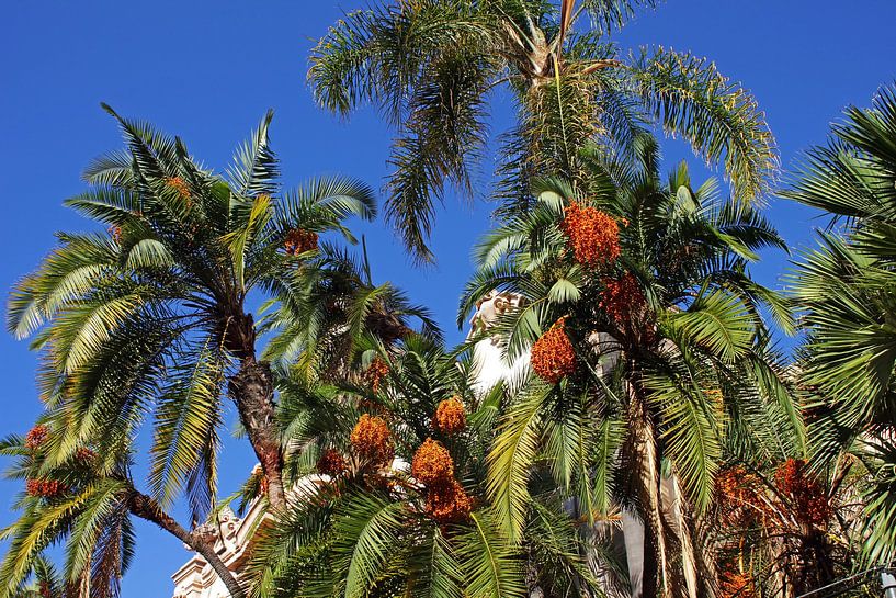 Palmbomen met blauwe lucht. van Mikhail Pogosov