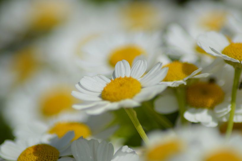 voorjaarsbloemen von Joke te Grotenhuis