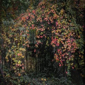 Une porte de Wingerd sauvage dans la forêt