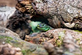 sand lizard on Lemelerberg by Merijn Loch