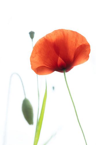 Mohn im Wind