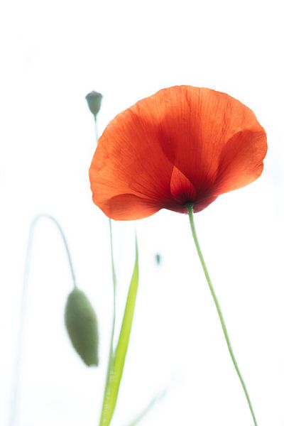 Poppy in the wind by Flori