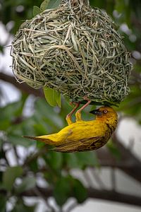 Kapwebervogel