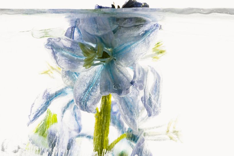 Scilla in ice 1 by Marc Heiligenstein