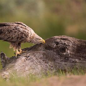 Weißkopfseeadler auf einem Baumstumpf von Michel de Beer