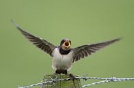 Zwaluw van Menno Schaefer thumbnail