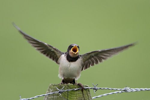 Schwalbe von Menno Schaefer