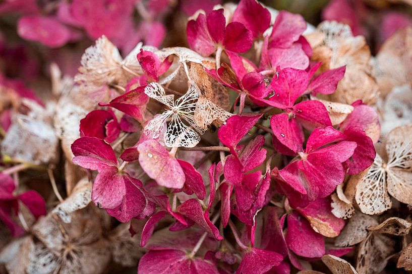 Hydrangea by Rob Boon