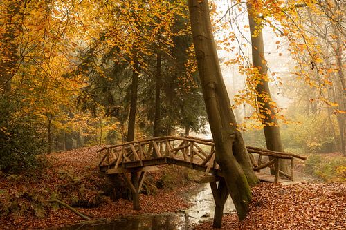 Bruggetje over het water in het bos in de herfst