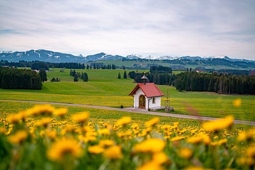 Lente uitzicht Ostallgäu met paardenbloem