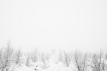 'WINTER', bomen in de mist. Zwart-wit fotografie.