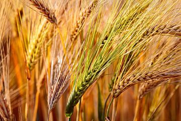 Wheat hulls by Rob Boon