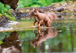 Eichhörnchen von Merijn Loch