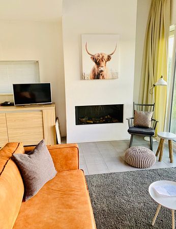 Schottisches Hochlandrind 003