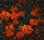 Rosen von Jacky Miniaturansicht
