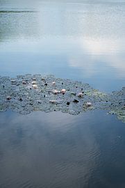 Waterlelies en lichtblauwe reflectie 1