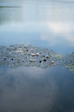 Waterlelies en lichtblauwe reflectie 1