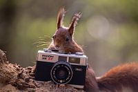 Squirrel photographs