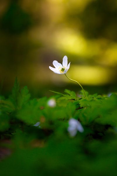 In the green by Lukas Fiebiger