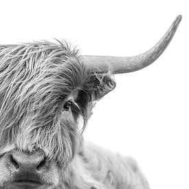 Portret Of A Scottish Highland Cow In Black And White by Diana van Tankeren