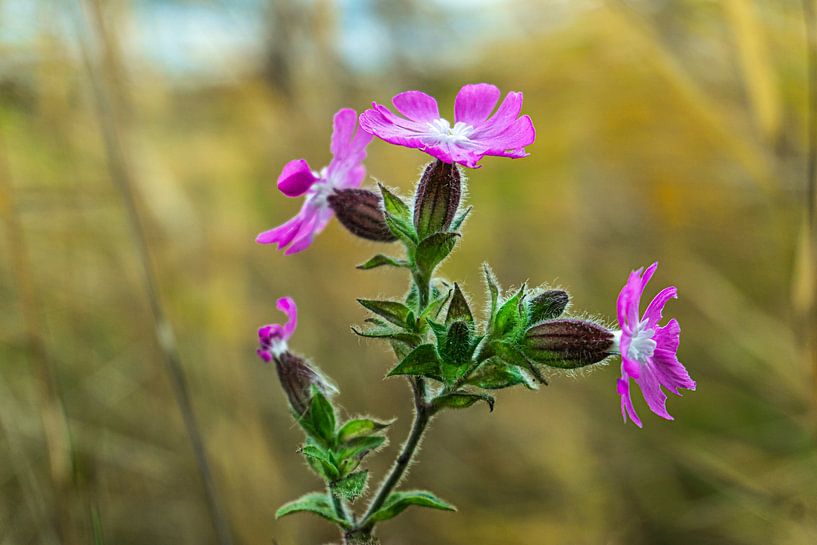 Flower in the field by Edwin Boer