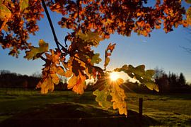 Sunny autumn evening by Jarne Buttiens
