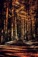 La lumière joue sur un sentier forestier