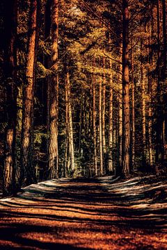 Light plays on a forest path van ♥️ photoARTwithHEART ♥️