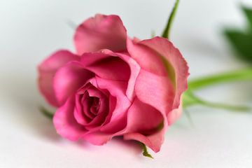 Roze roos van Ad Jekel
