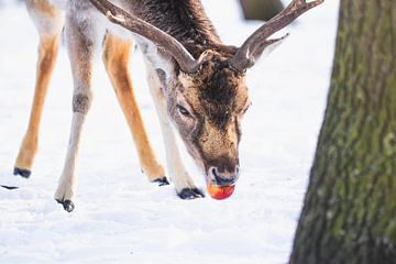 Damhert met appel in de sneeuw van Anne Zwagers