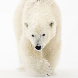 Les yeux dans les yeux : le majestueux Icebreaker sur Alex Pansier