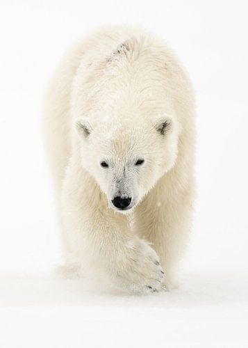 Les yeux dans les yeux : le majestueux Icebreaker