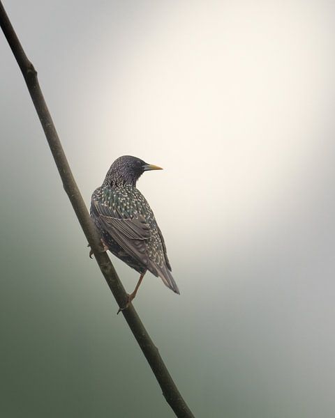 Starling by Liliane Jaspers
