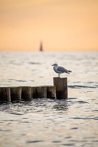 Möwe auf einer Buhne an der Ostsee