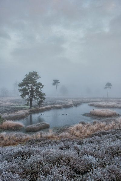 Paysage de marais à Hatertse Vennen par Moetwil en van Dijk - Fotografie