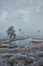 Fen landscape at Hatertse Vennen by Moetwil en van Dijk - Fotografie thumbnail