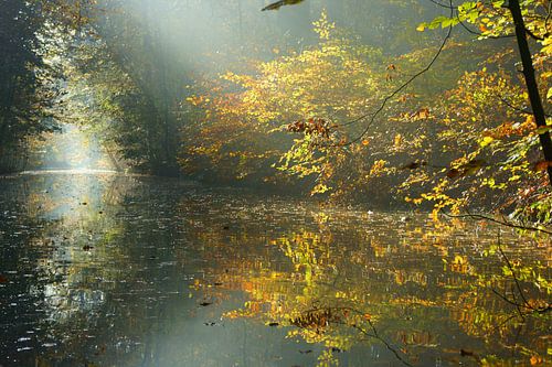 Autumn in the forest by Michel van Kooten