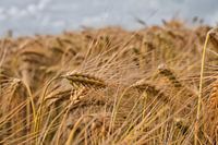Grainfield