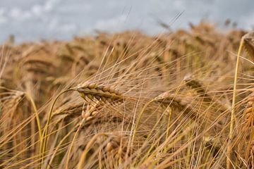 Kornfeld von Tuur Wouters