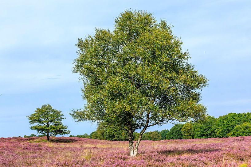Gasteren Gasterse Duinen by Antje Verleg-Dijk