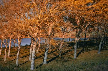A dreamy autumn forest by Geert Van Baelen
