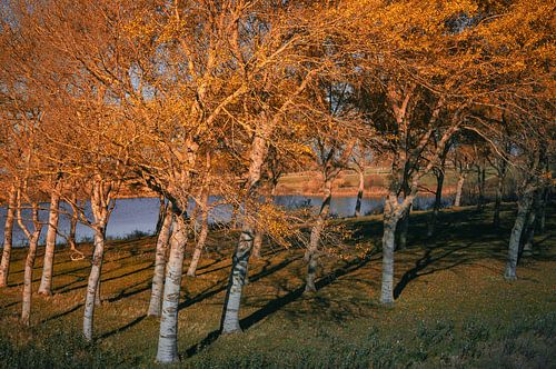 Une forêt d'automne de rêve