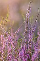 Heather close-up in the light of the setting sun